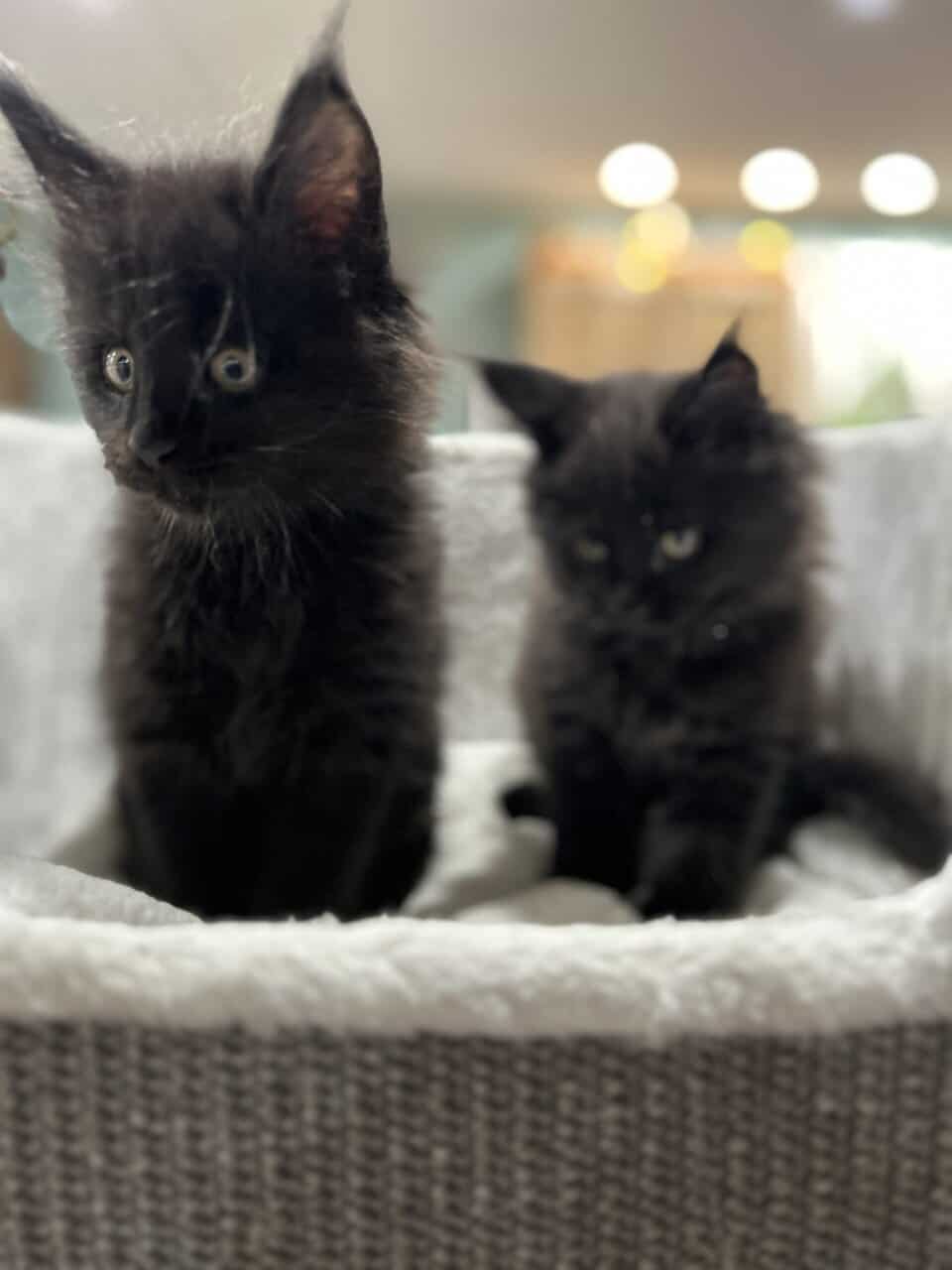 Maine Coon Kittens image 3