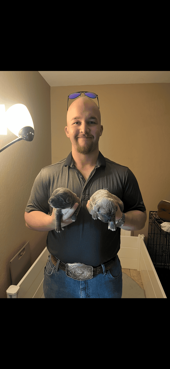 Cane Corso Puppy’s looking for there Furr Ever luv image 10