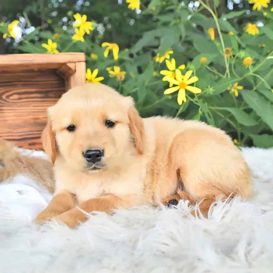Golden Retriever Puppy Marshall image 1