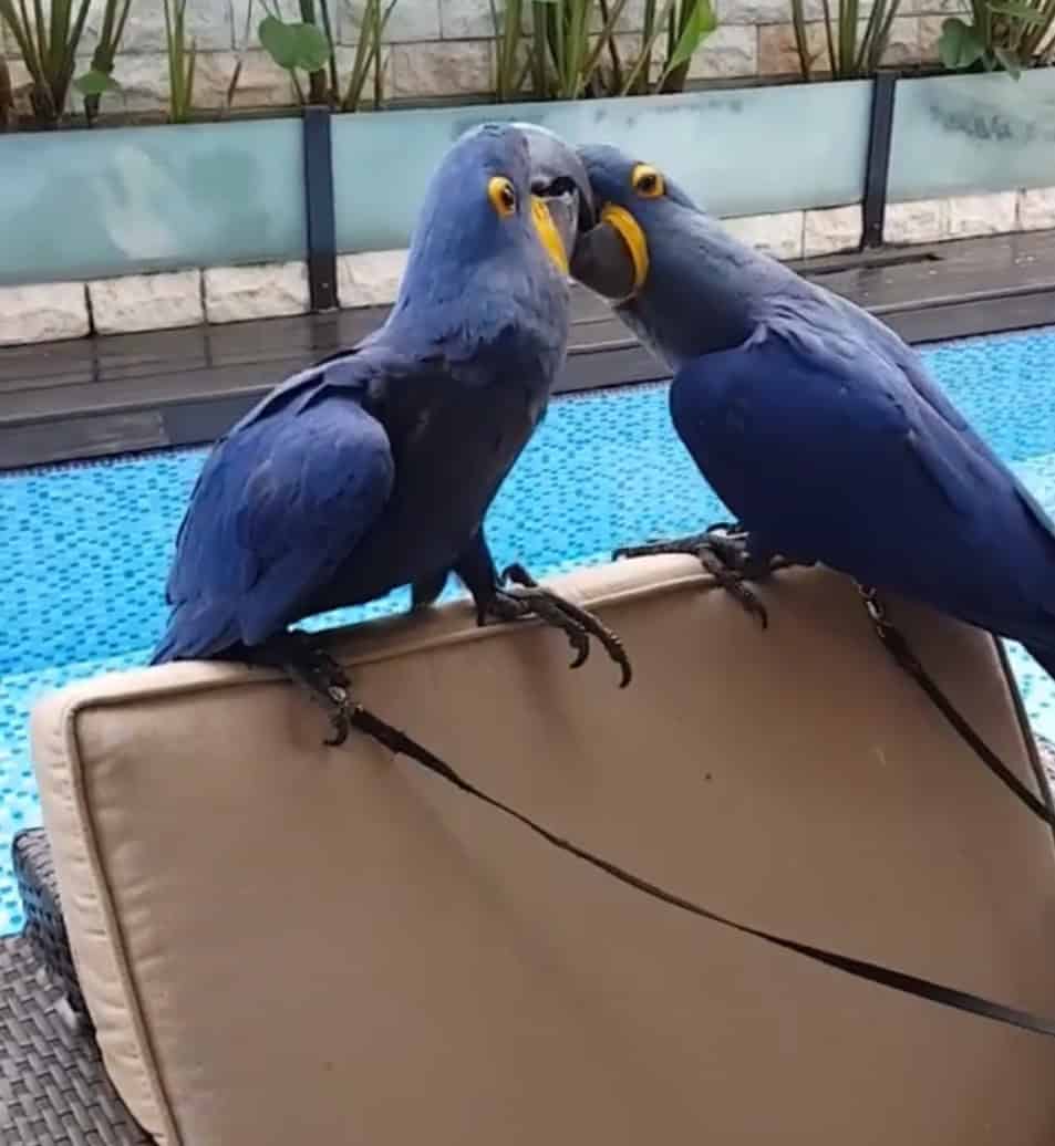 DNA tested fertile hyacinth macaw bonded pair image 7