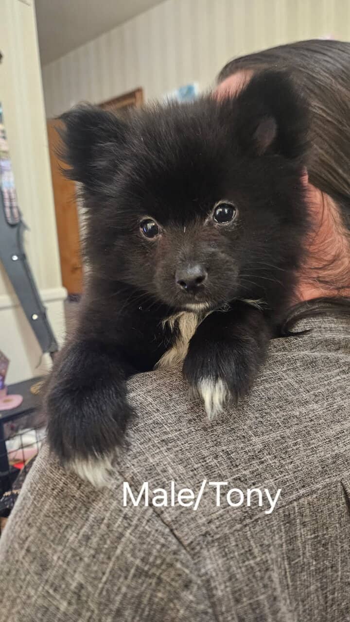 CKC 3 month old Pomeranian Puppies for sale image 4