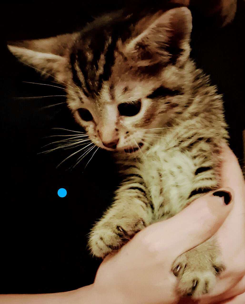 Soft , Sweet kittens for adoption. image 10