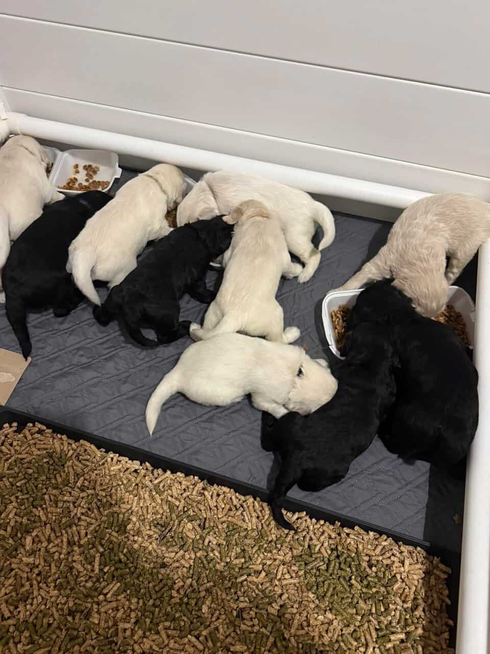Goldendoodle Puppies-Health Tested Background image 4