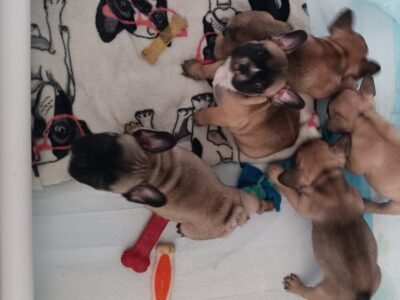 French Bulldog puppies fall sale