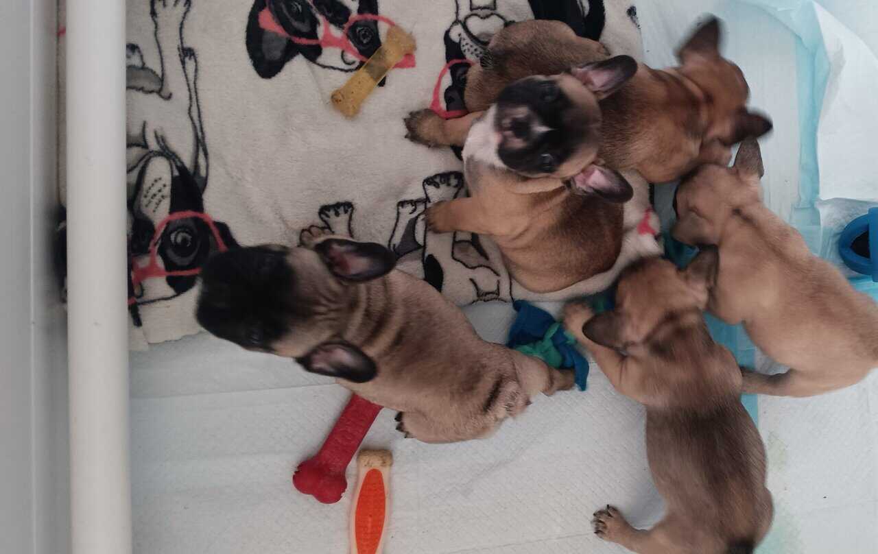 French Bulldog puppies fall sale image 1