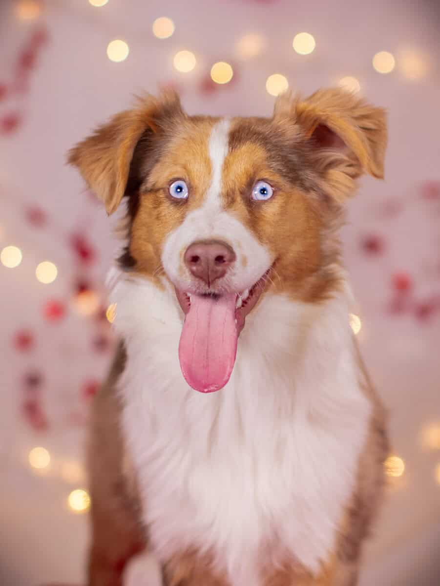 Red Merle Female image 2
