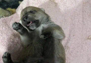 Adorable Pomchi’s for sale