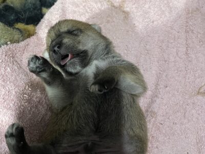 Adorable Pomchi’s for sale