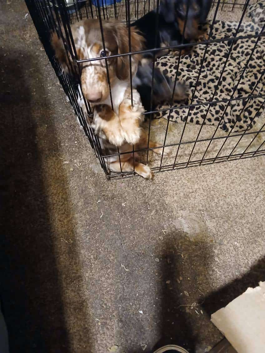 Dachshund puppies image 9