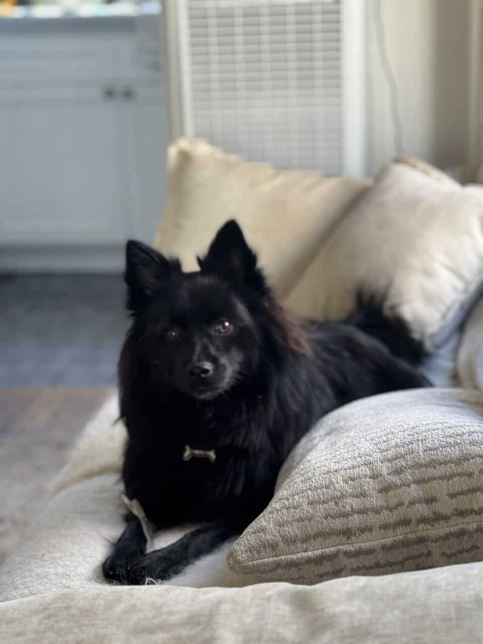 Black Pomeranian Puppy image 2