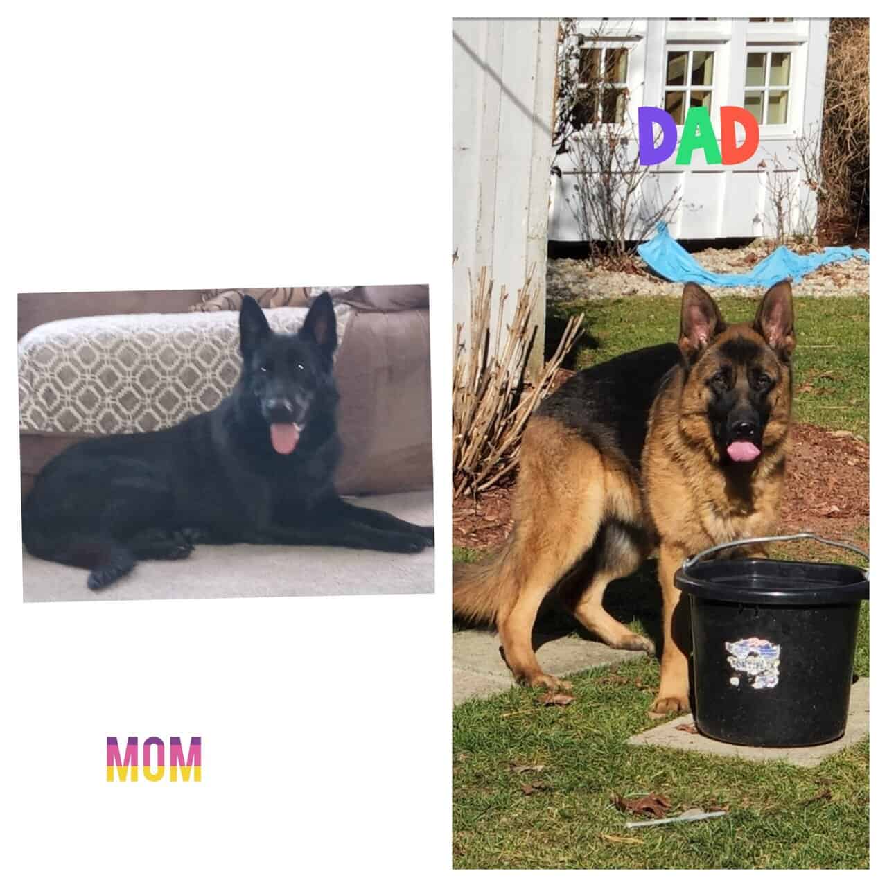 Big beautiful AKC GSD image 4