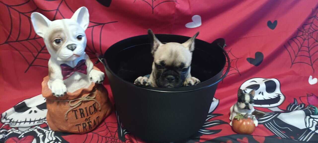 French Bulldog puppies fall sale image 5