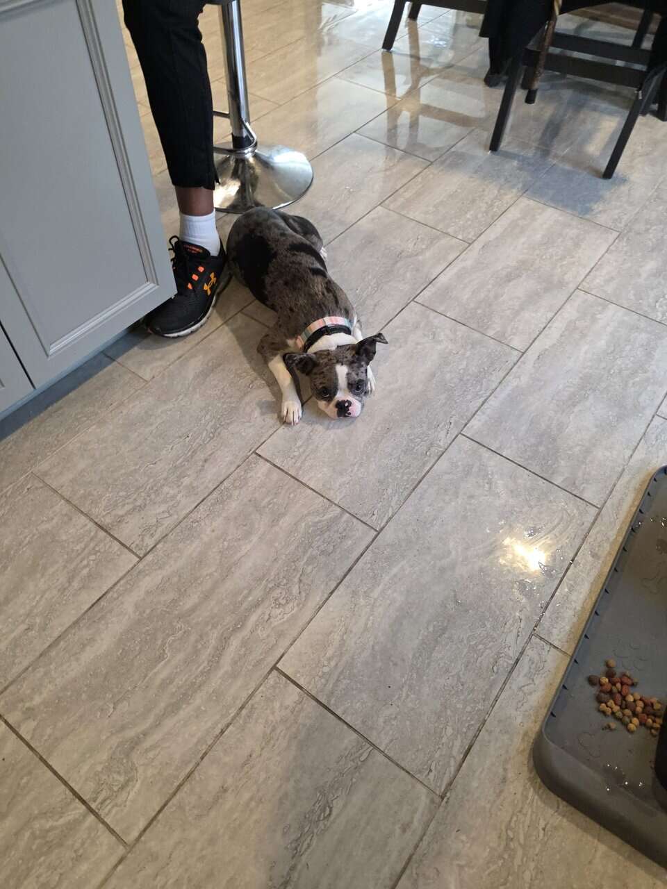 Dog for sale image 3