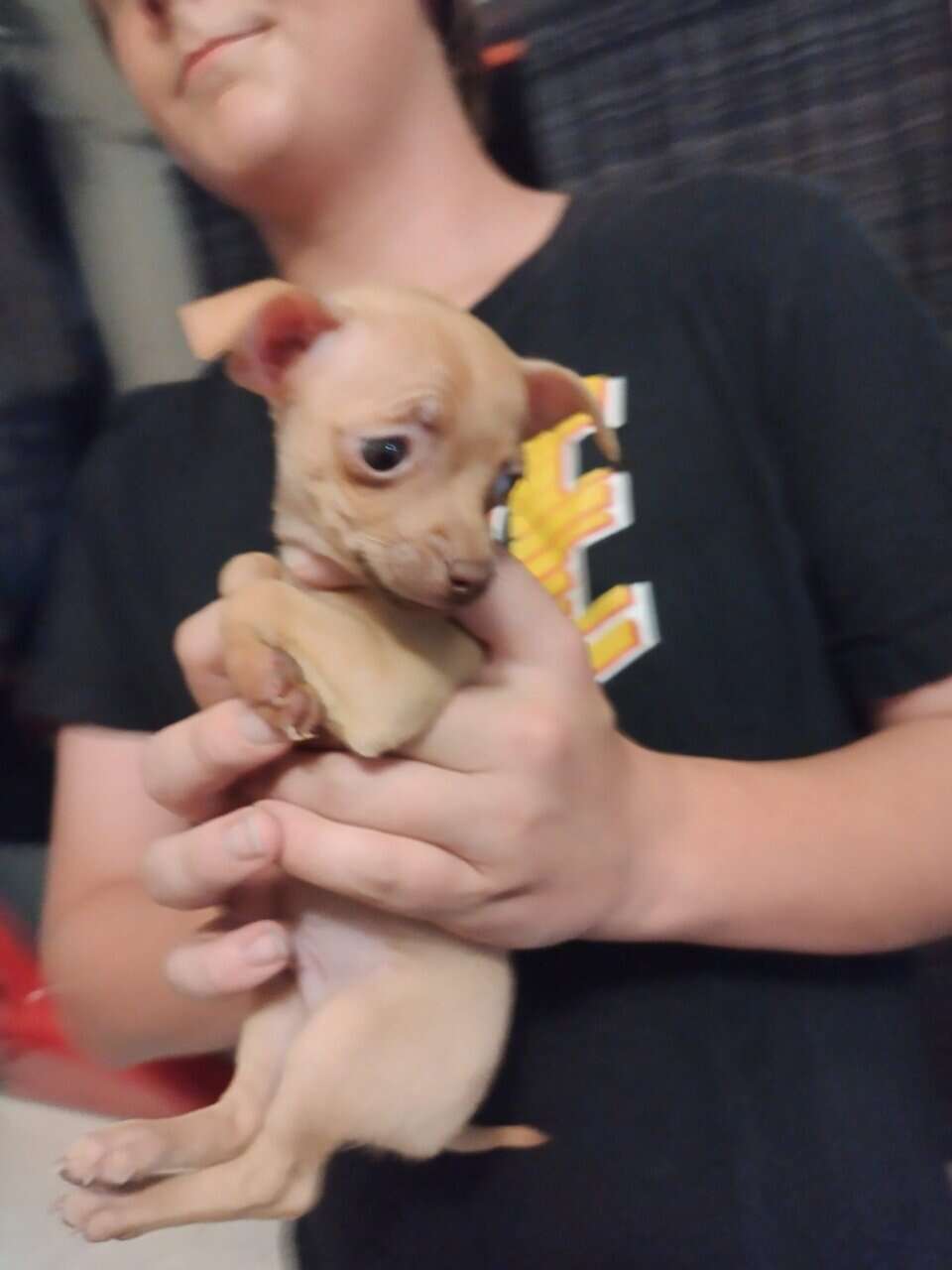 Three Chihuahua puppies in need of forever homes image 6