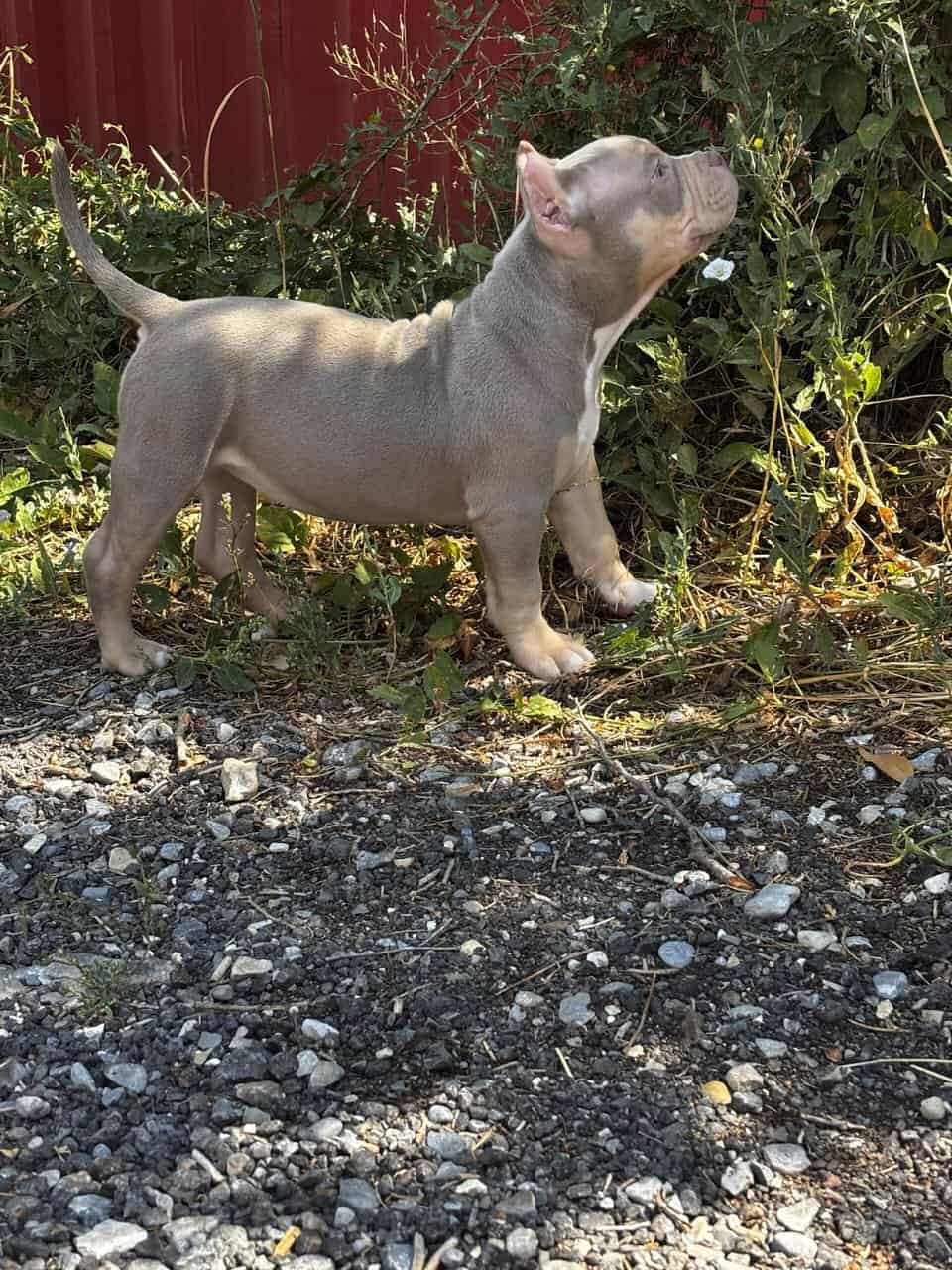 Pocket America bully puppy image 3