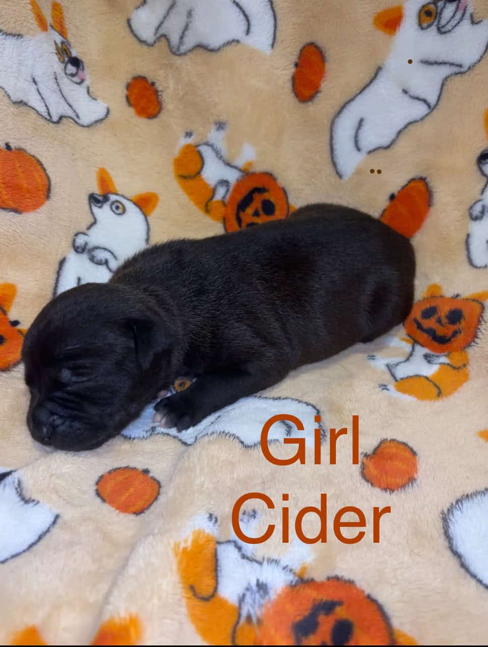 Lab/Pit Puppies image 4