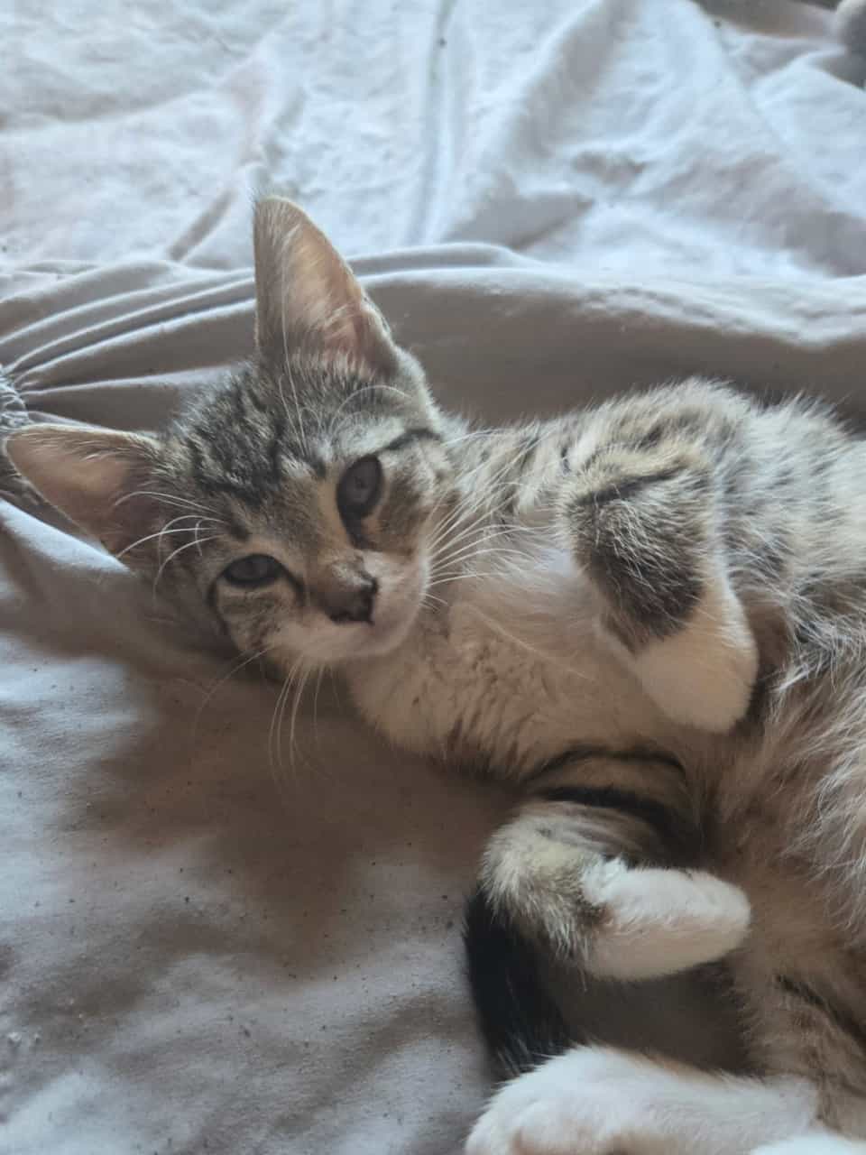 4 twelve week old kittens ready for rehoming image 7