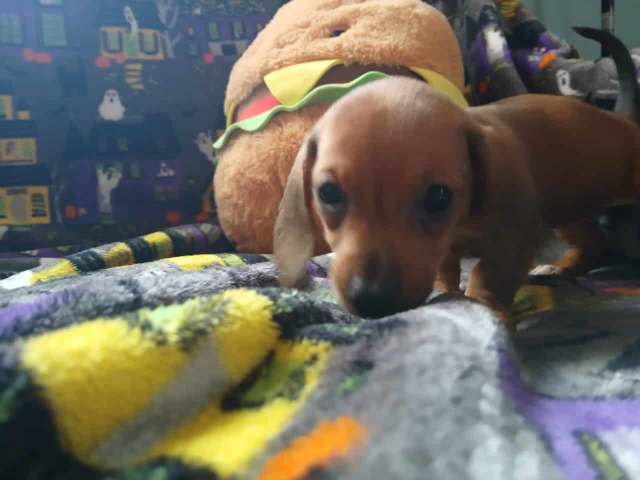 Dachshund puppies image 3