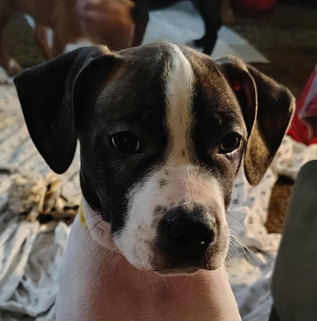 Puppies for adoption image 1