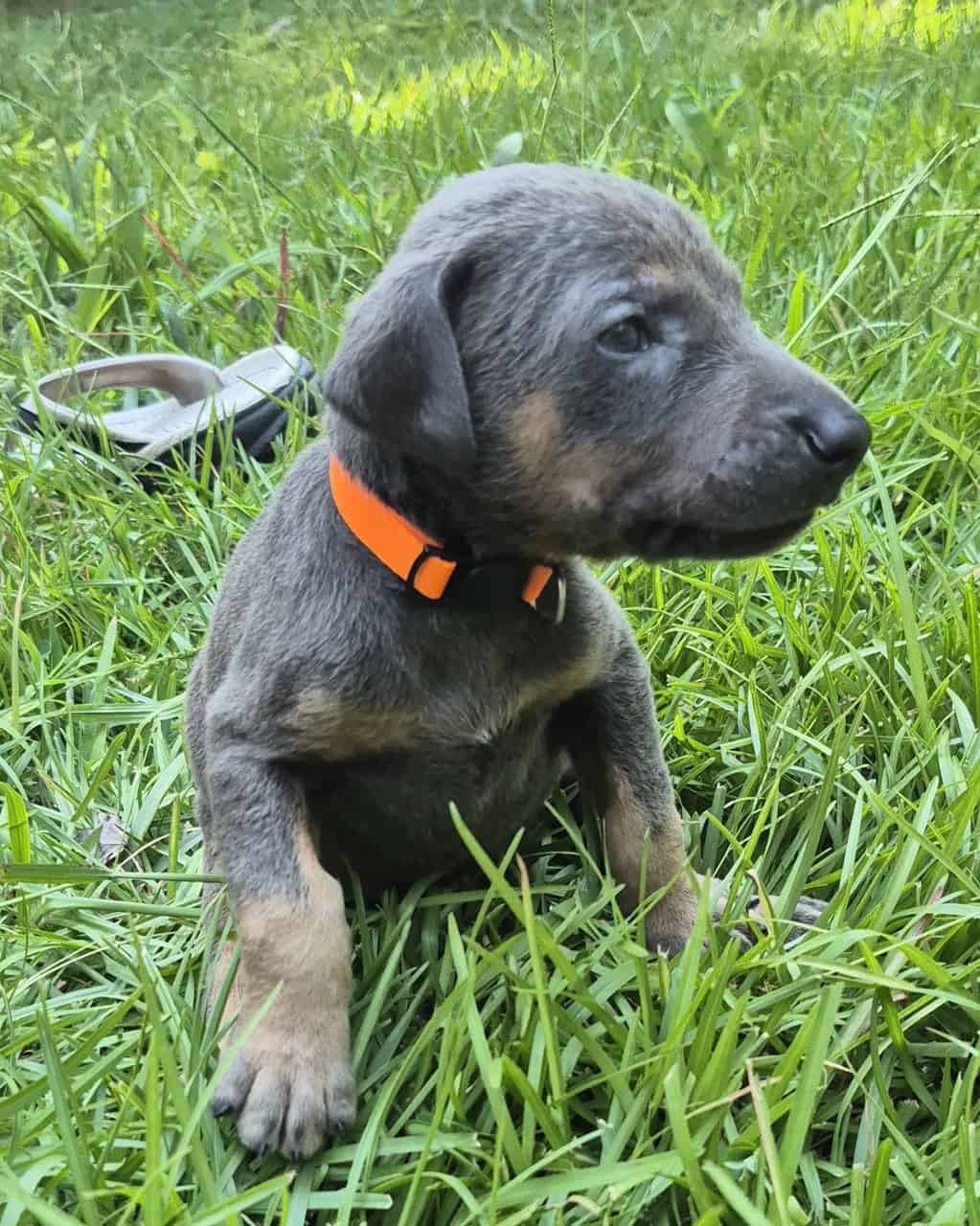 Doberman puppies image 7