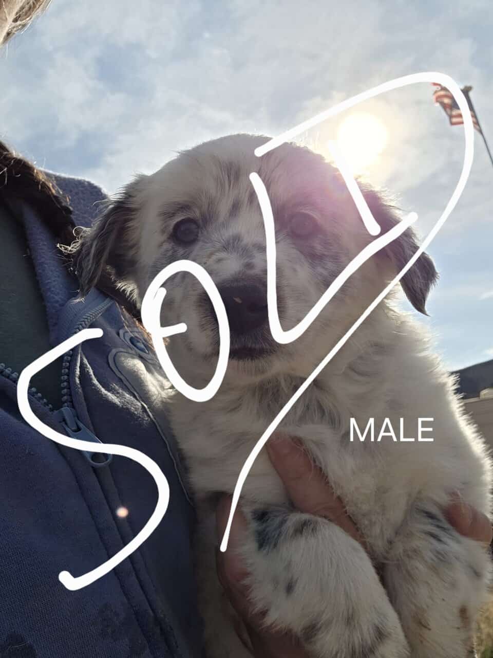 Cattle Dog Mix image 3