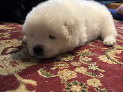 Chow Chow Samoyed Puppies