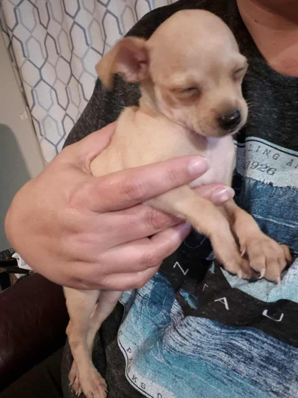 Rehoming Chihuahua Puppies image 9