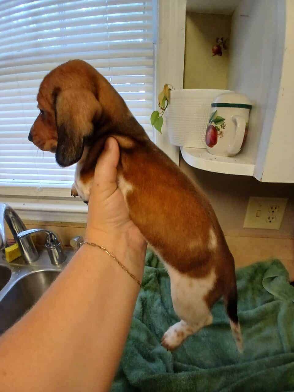 Dachschund puppies mini image 3