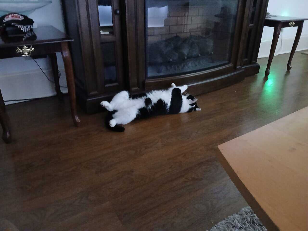 Free cat image 1