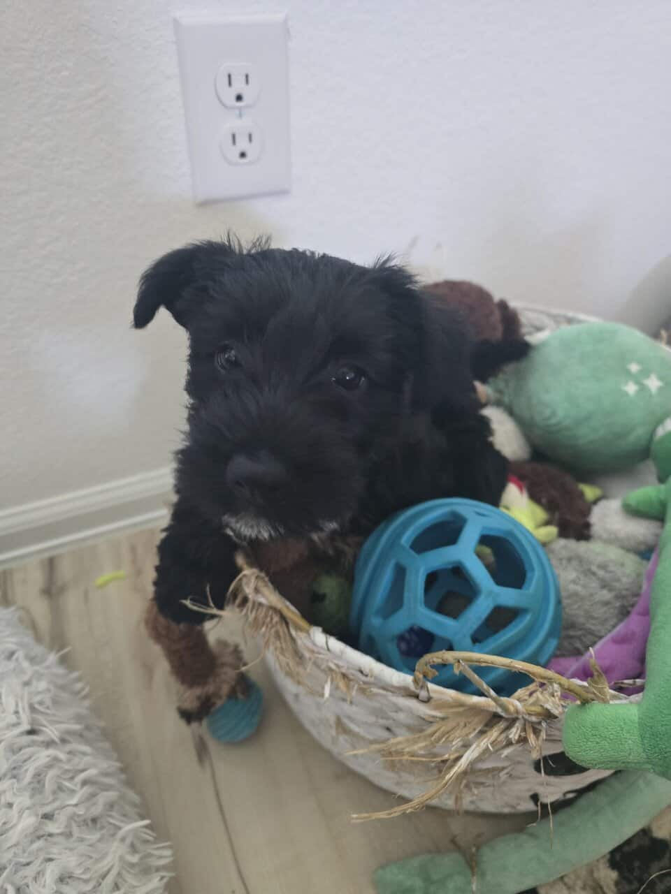 Scottish Terrier and Schnauzer mix puppies image 6