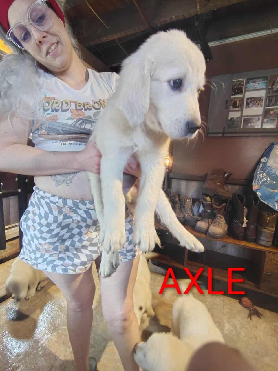 English cream golden retriever puppies image 6