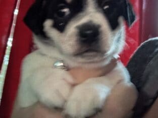 Puppies three males and one female