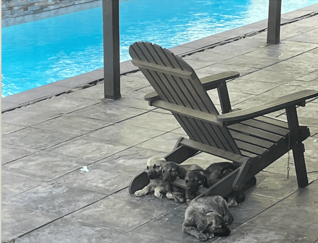 Mountain Kerr / German shepherd mix Puppies image 3