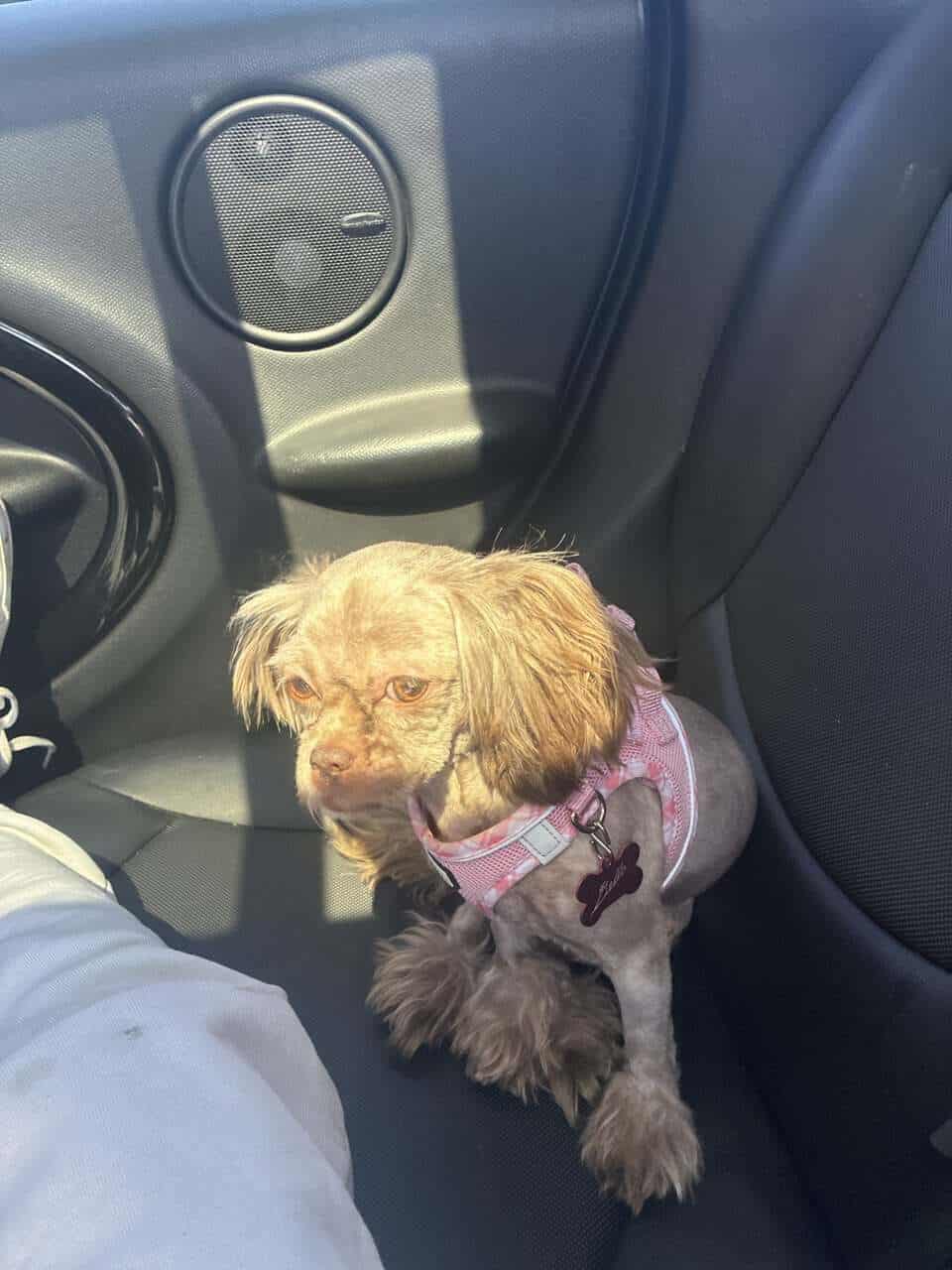 Female shih tzu image 3