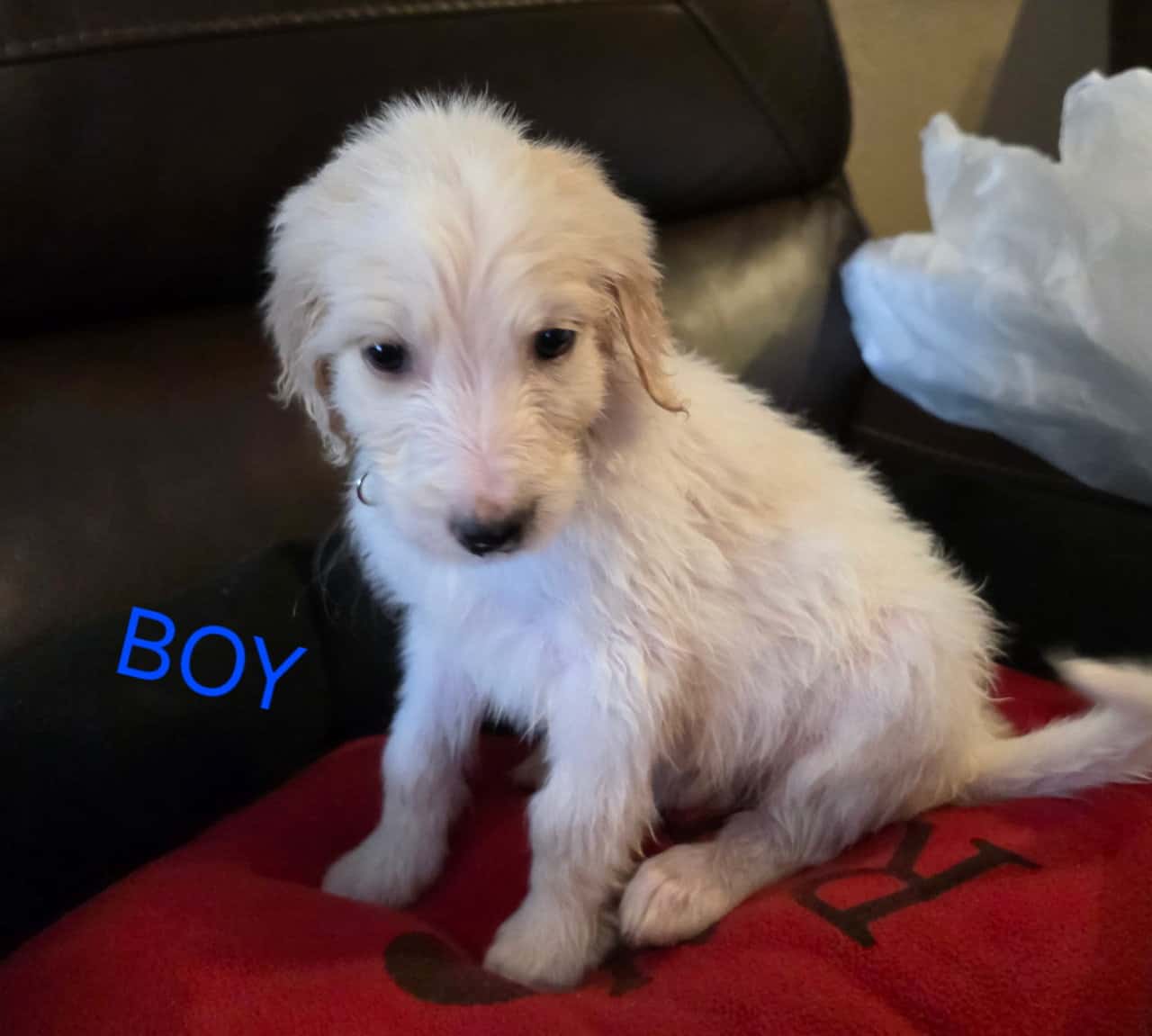 Goldendoodle pups image 8