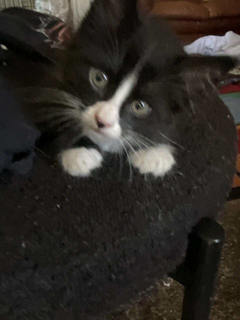 Loving kittens image 5
