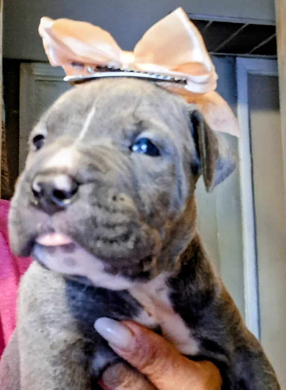 Pupp's image 2