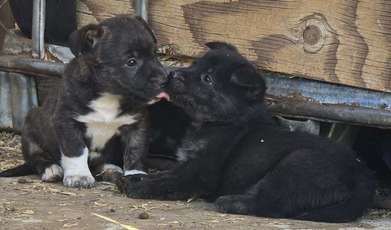 Corgi catahoula mix puppies image 1
