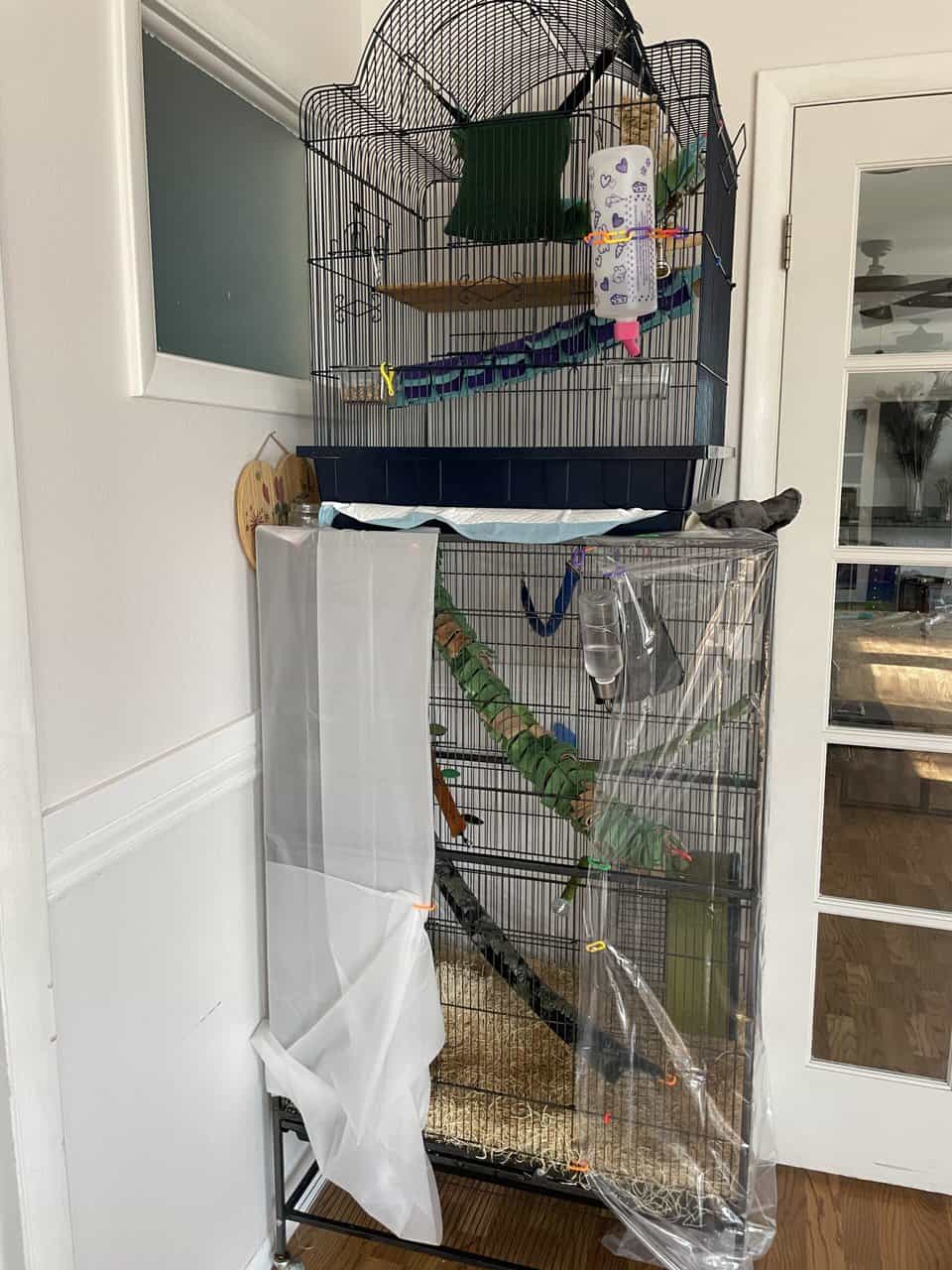 Sugar Glider Colony image 5
