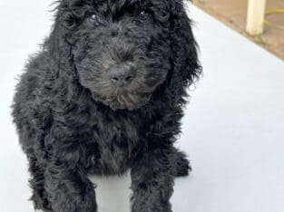 Gorgeous Purebred Standard Poodles