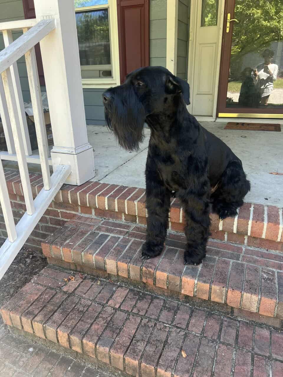 Giant Schnauzer/Great Dane mix Puppies image 12