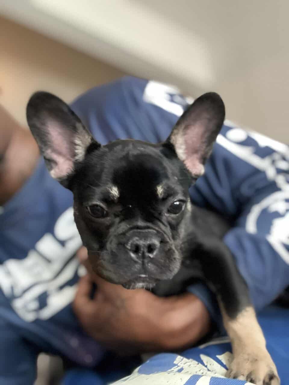 Girl Frenchie for sale image 1
