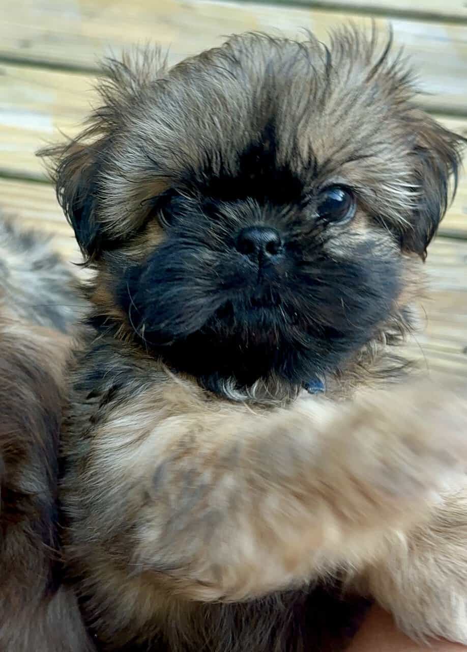 ShihTzu Puppies image 2