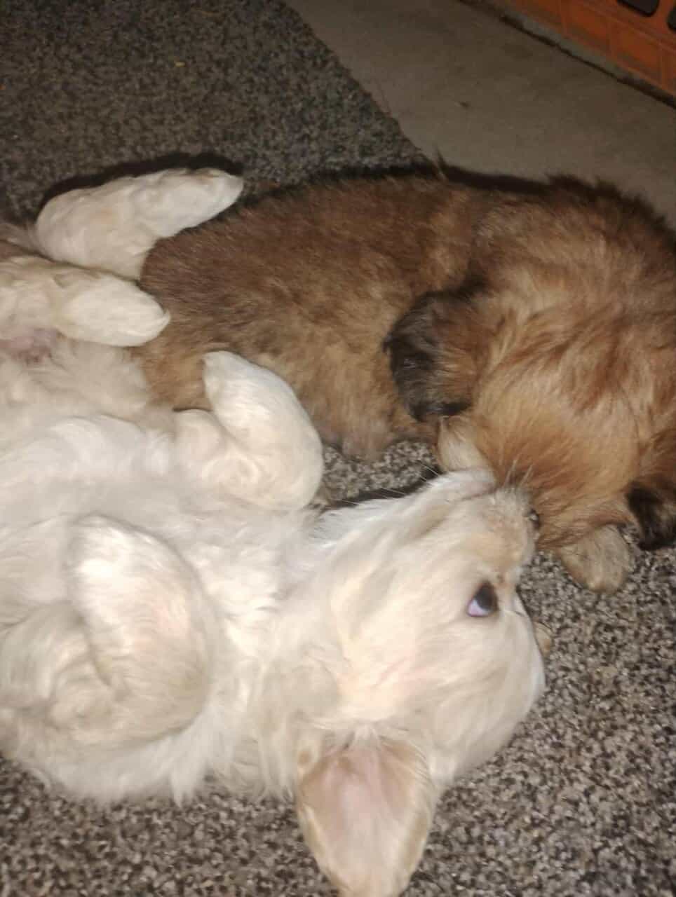 Incredibly adorable puppies image 7