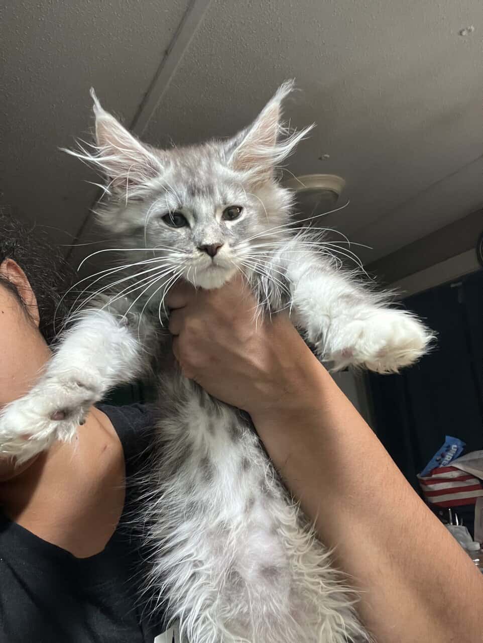 Tica registered mainecoon image 4