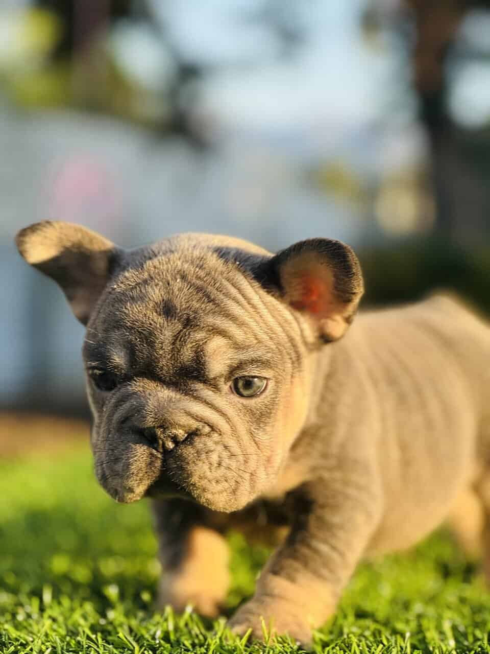 FRENCHIE PUPPY image 2