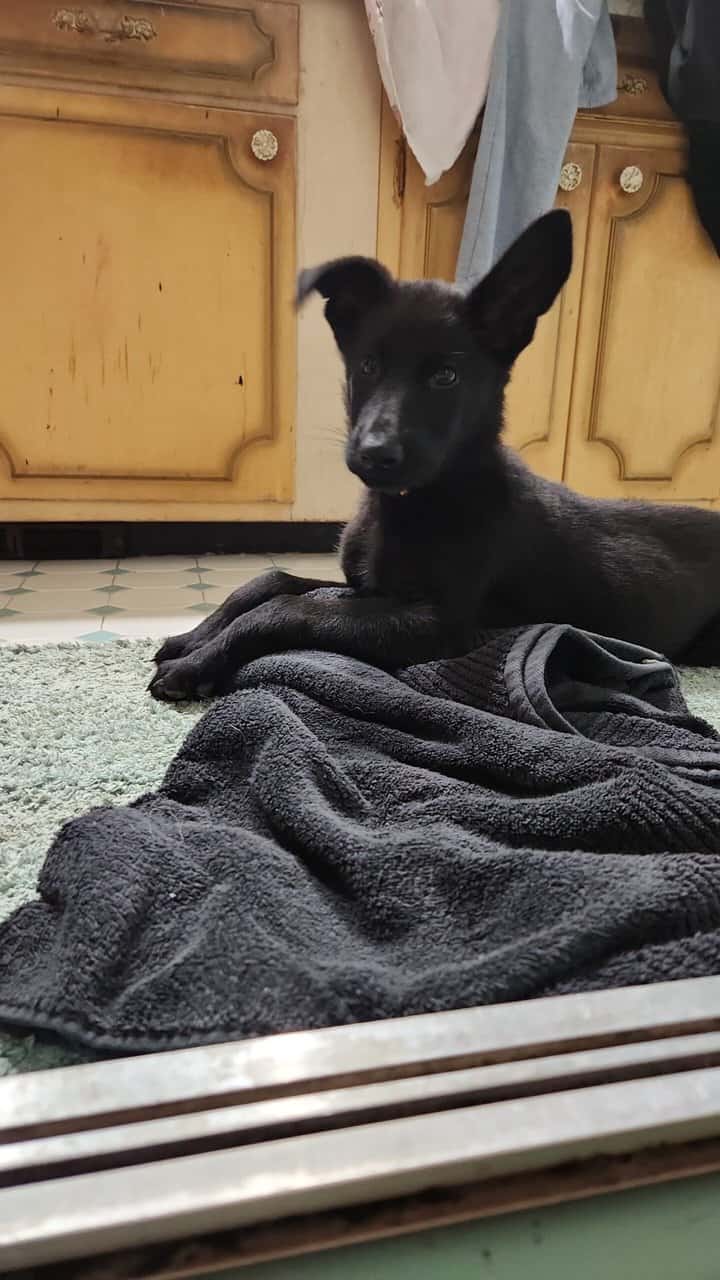 Akc German shepherd image 2