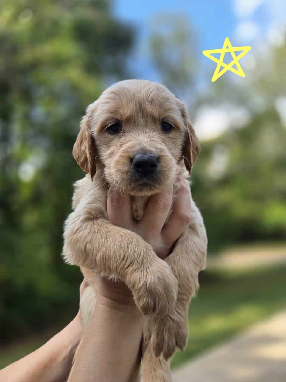 AKC Golden Retriever Puppies image 2