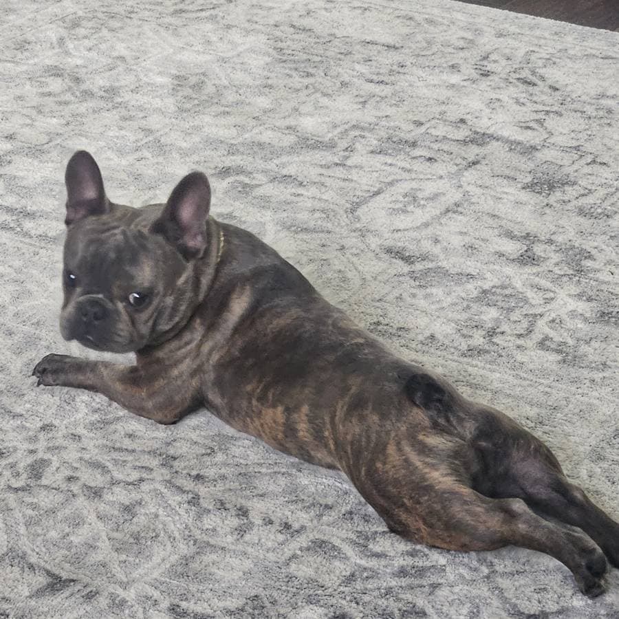 French Bulldog AKC image 2