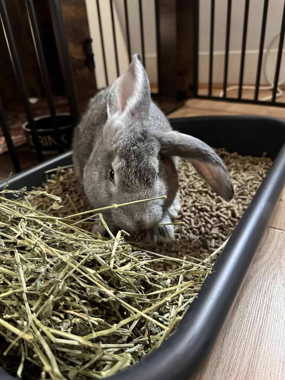 13 Week Old Flemish Giant image 3
